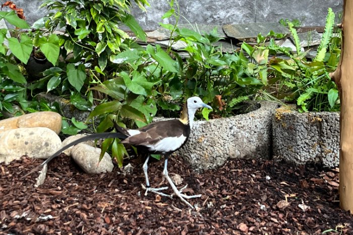 suche wasserfasane pheasant tailed jacanas