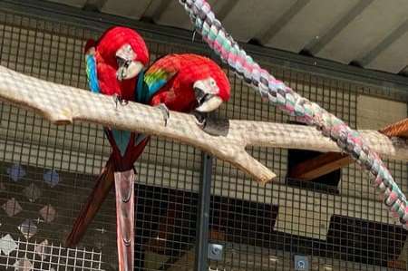 bonded / proven breeding pair ara cloropterus