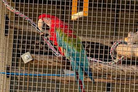 bonded / proven breeding pair ara cloropterus
