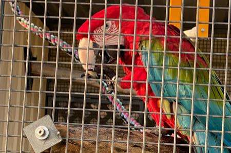 bonded / proven breeding pair ara cloropterus