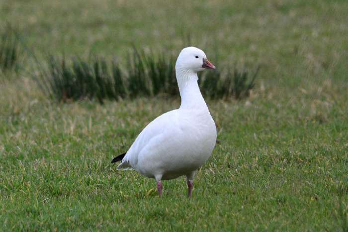 gezocht rossgans (vrouw)