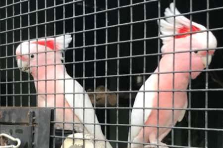 1.1 cacatua leadbeateri (major mitchell's cockatoos) for sale