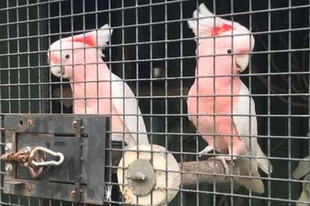 1.1 cacatua leadbeateri (major mitchell's cockatoos) for sale