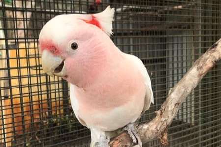 1.1 cacatua leadbeateri (major mitchell's cockatoos) for sale