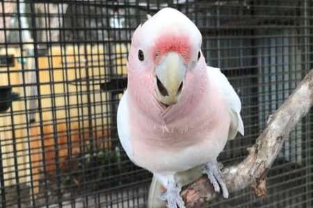 1.1 cacatua leadbeateri (major mitchell's cockatoos) for sale