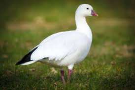 mooie rossgans (man)