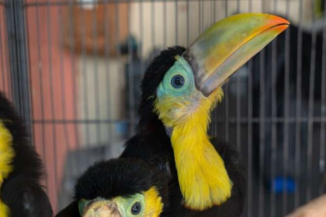 1.1 ramphastos sulfuratus
