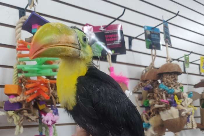 1.1 ramphastos sulfuratus