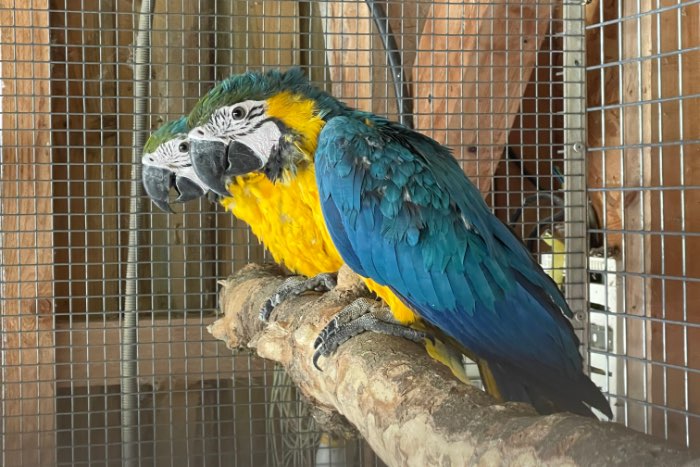 3/0 ara ararauna