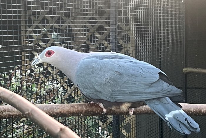 breeding pair ducula pinon