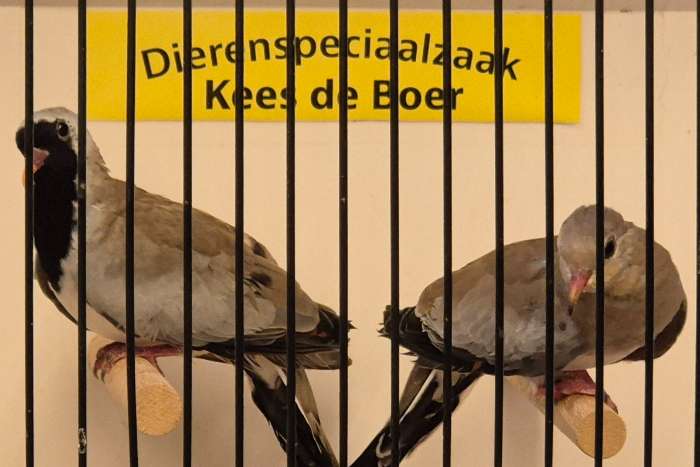 zwartmaskerduiven
