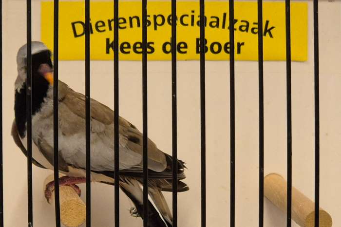 zwartmaskerduiven
