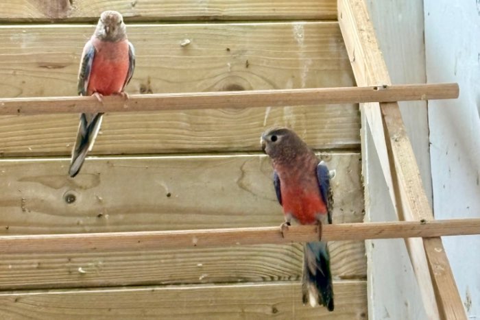 koppel bourkesparkieten
