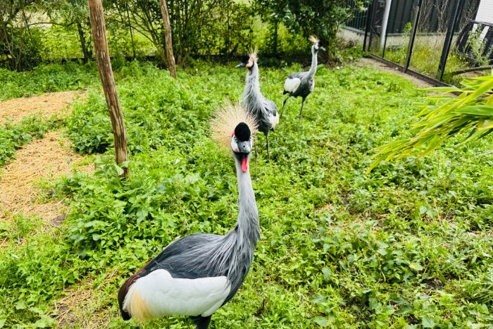 0-0-2 grijze kroonkraanvogel