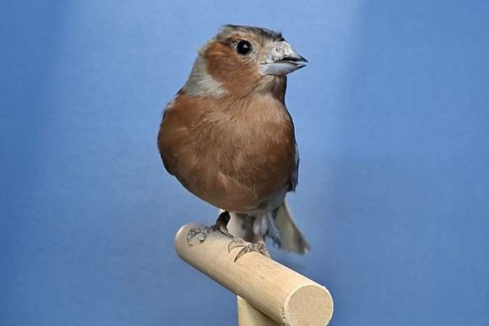botvinken dominant pastel aangeboden
