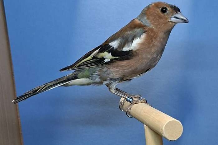 botvinken dominant pastel aangeboden