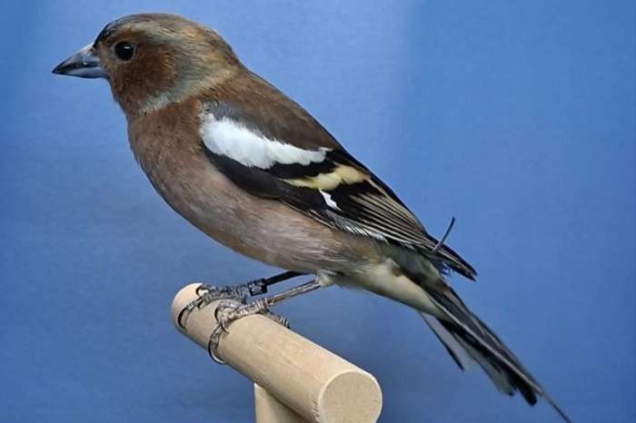 botvinken dominant pastel aangeboden