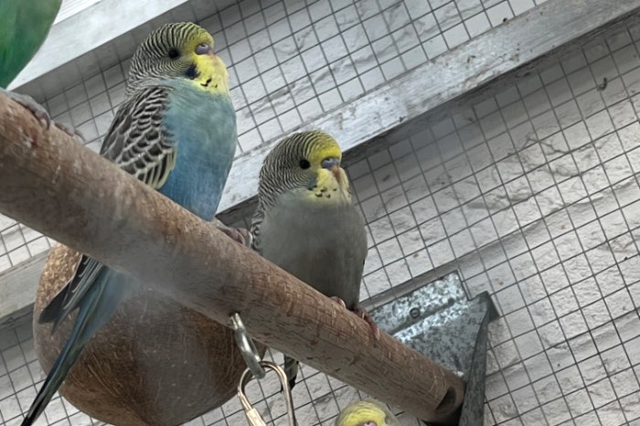 lieve grasparkieten zoeken een goed thuis