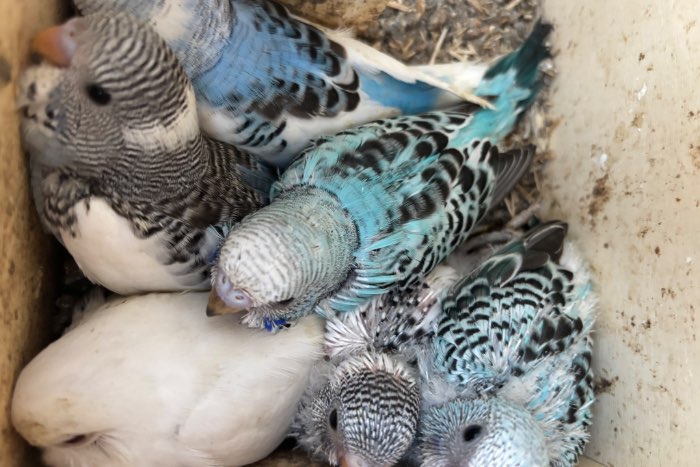 lieve grasparkieten zoeken een goed thuis