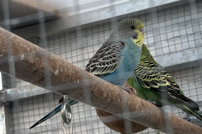 lieve grasparkieten zoeken een goed thuis