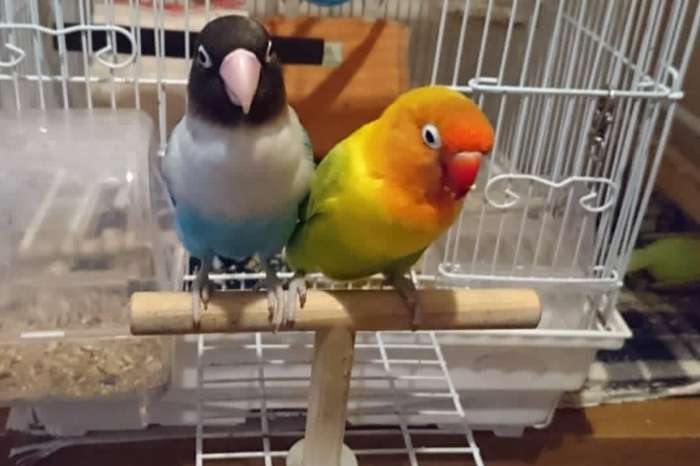 pombinhos