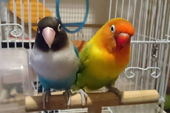 pombinhos