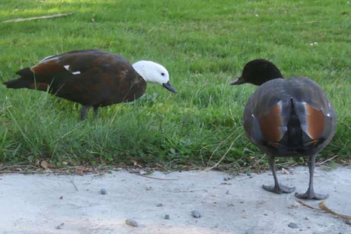 paradise ducks