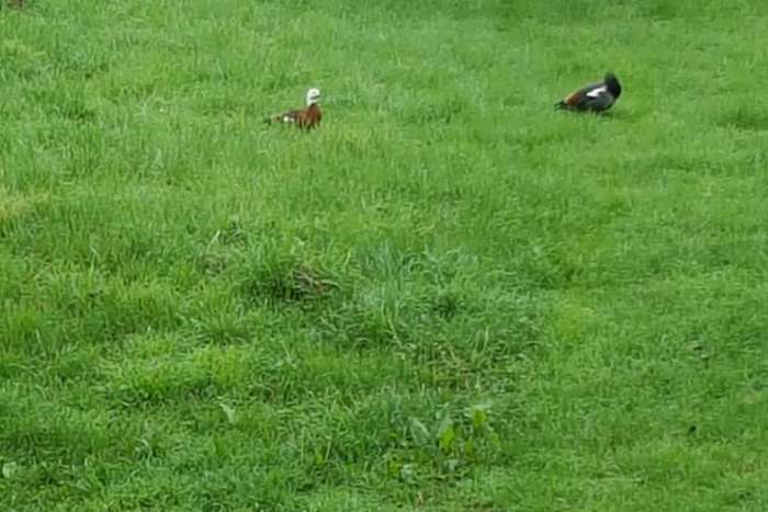 paradise ducks