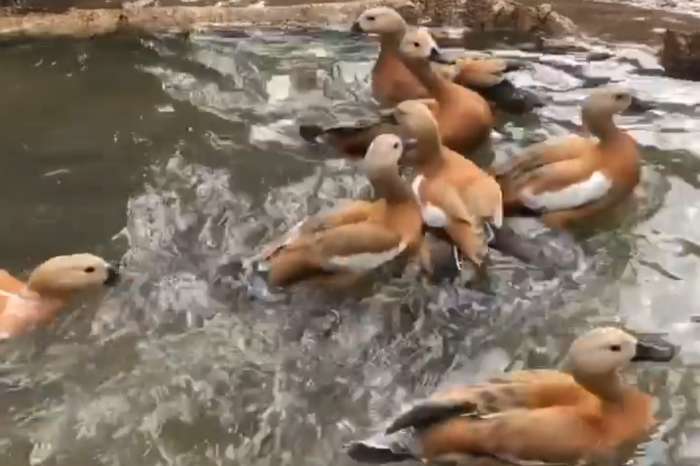 shelduck ducks