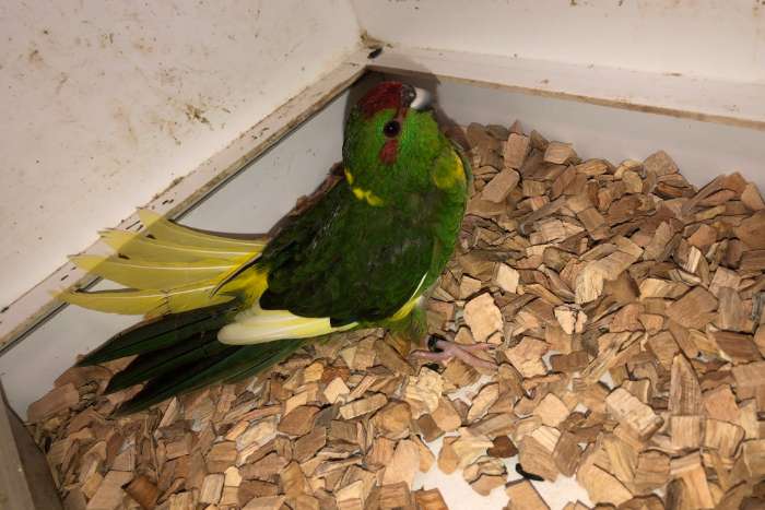 kakariki pop groen wildkleur met bont en geelbonte
