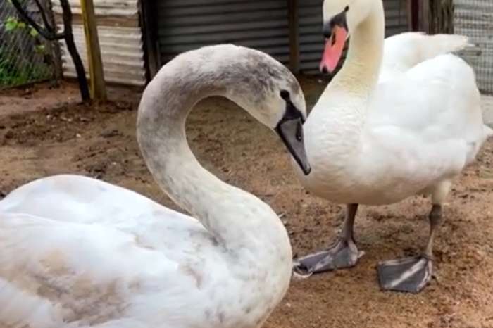 mute swan