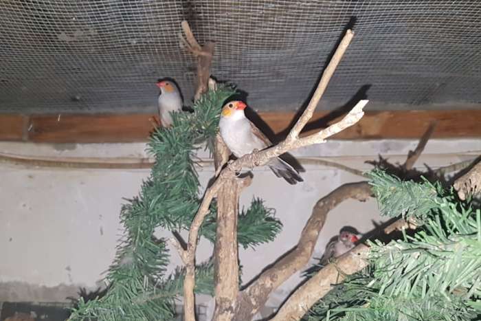waxbill