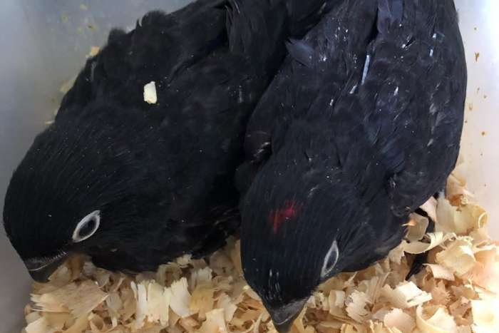 black lory