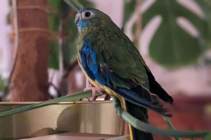 turquoisine parkiet en toebehoren te koop