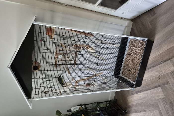 turquoisine parkiet en toebehoren te koop