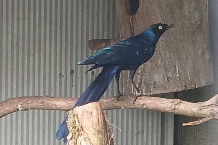 blauwe langstaart glansspreeuwen koppel