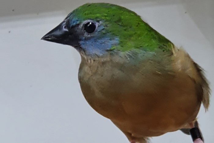 indische nonpareil