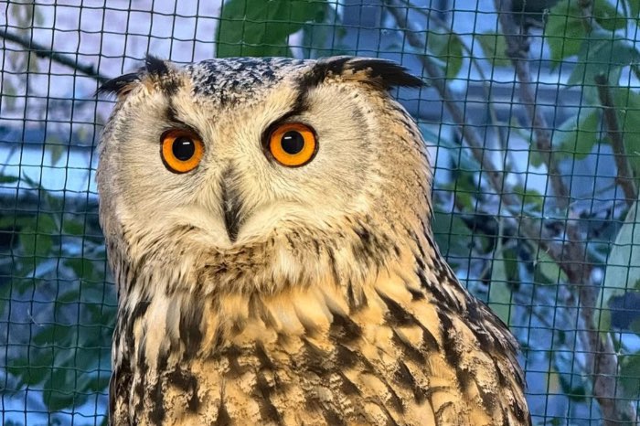 bubo sibericus, falco cherrug , falco peregrinus