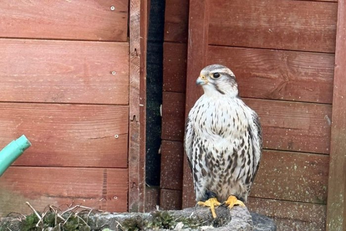 bubo sibericus, falco cherrug , falco peregrinus