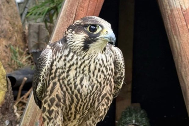 bubo sibericus, falco cherrug , falco peregrinus