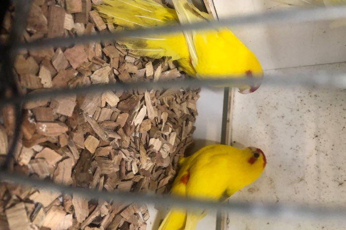 kakariki lutino poppen 2 stuks