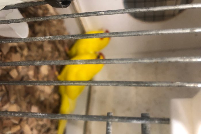 kakariki lutino poppen 2 stuks