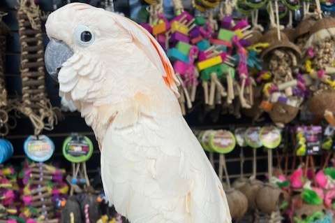 pairs of cacatua moluccensis (moluccan cockatoos)