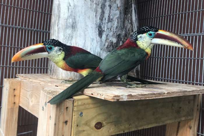 curl crested aracari ( pteroglossus beauharnaesii )