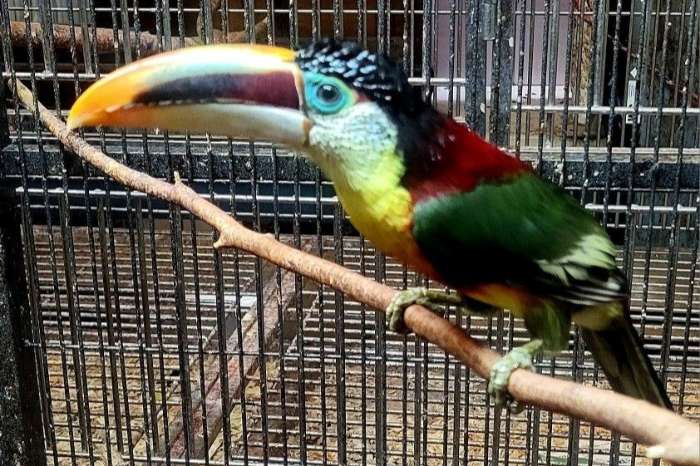 curl crested aracari ( pteroglossus beauharnaesii )