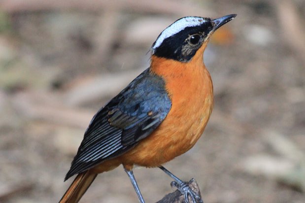div mooie vogels te kopp