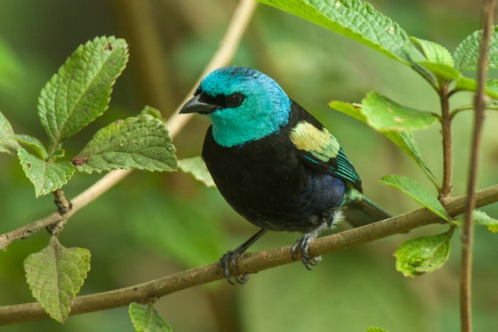 div mooie vogels te kopp