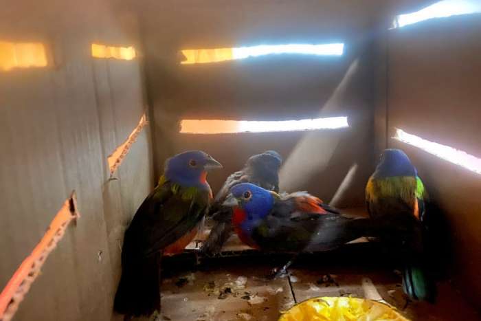 painted bunting