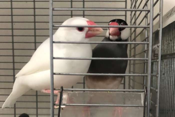 java sparrow
