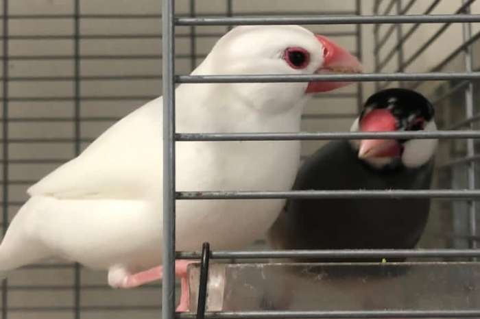 java sparrow